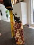 Tasación de Escultura en Bronce – Gato sobre un Pedestal de Mármol Rojo
