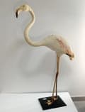 Tasación de Taxidermia de Flamenco Rosa Circa 1920 – Evaluación por un Experto.