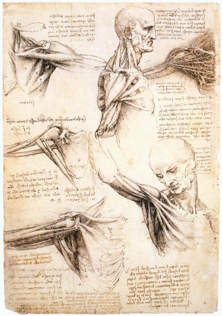 Dibujo anatómico